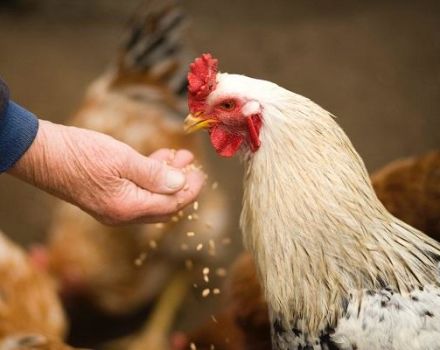 Je li moguće dati zob pilićima, pravila klijanja i kako ga uvesti u prehranu