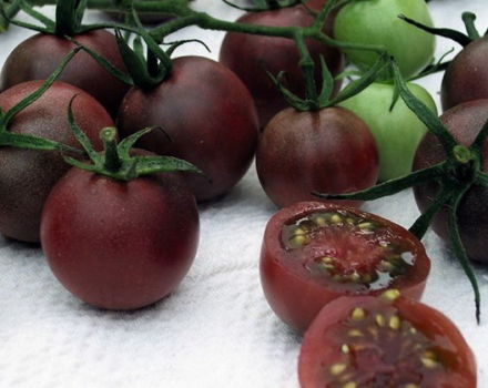 Characteristics and description of the variety of tomato Chocolate