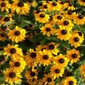 Descripciones y características de 35 variedades y especies de rudbeckia.