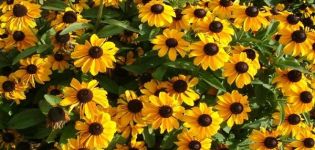 Descripciones y características de 35 variedades y especies de rudbeckia.