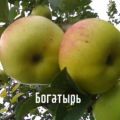 Description de la variété de pomme Bogatyrsky, avantages et inconvénients, culture dans les régions