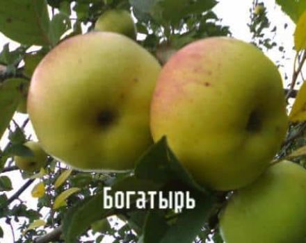 Description of the Bogatyrsky apple variety, advantages and disadvantages, cultivation in the regions