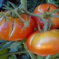 Why tomatoes can crack in a greenhouse when ripe