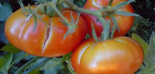 Why tomatoes can crack in a greenhouse when ripe