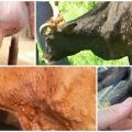 Cowpox symptoms and diagnosis, cattle treatment and prevention