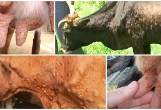 Cowpox symptoms and diagnosis, cattle treatment and prevention