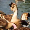 Description and characteristics of African geese, breeding rules