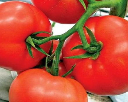 Description of Kohava tomato and characteristics of the variety