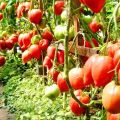 Características y descripción de la variedad de tomate Milagro de la tierra, su rendimiento y cultivo