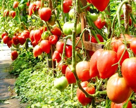 Caractéristiques et description de la variété de tomate Miracle de la terre, son rendement et sa culture