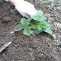 Quand est-il préférable de transplanter des fraises dans un nouvel endroit en été, en automne ou au printemps