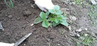 ¿Cuándo es mejor trasplantar fresas a un nuevo lugar en verano, otoño o primavera?