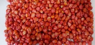 The best varieties of corn seeds, how to harvest and store them correctly