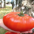 Description and characteristics of the tomato variety Russian size