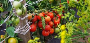 Characteristics and description of the Dubrava tomato variety, its yield