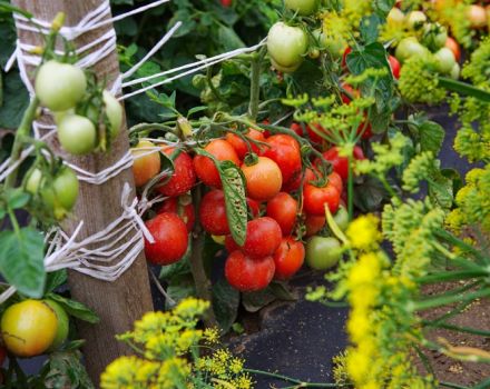 Ciri dan keterangan mengenai varieti tomato Dubrava, hasilnya