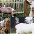 ¿Cuántos años viven las cabras y dan leche en casa, cómo extender el período?