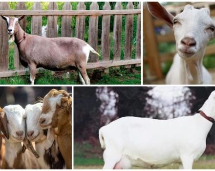 Koliko godina koze žive i daju mlijeko kod kuće, kako produžiti razdoblje