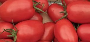 Description of the Ustinya tomato variety, cultivation features and yield