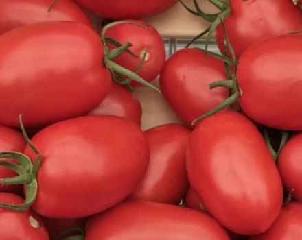 Descripción de la variedad de tomate Ustinya, características de cultivo y rendimiento.