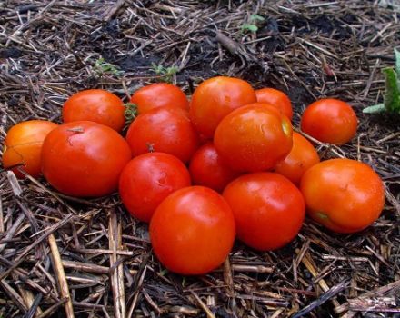 Descripción de la variedad de tomate Amur bole, sus características y cuidados.