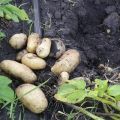 Description of the Impala potato variety, features of cultivation and care