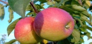 Description of the apple variety Pamyat Syubarova and recommended growing regions