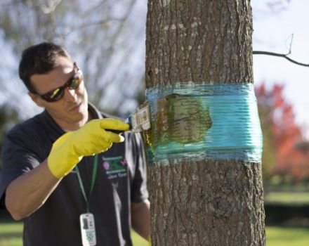 Hoe maak je met je eigen handen een vangband voor een appelboom van ongedierte