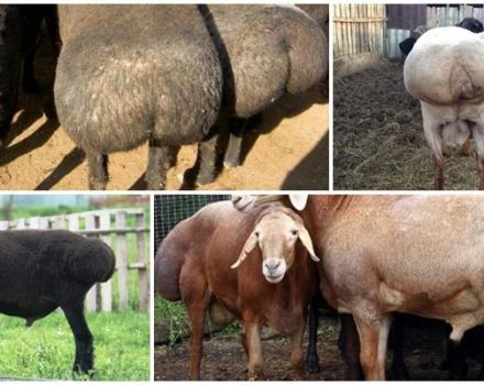 Description of fat-tailed rams and how they appeared, top-5 breeds and their features