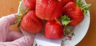 Penerangan dan ciri-ciri varieti, penanaman dan pembiakan strawberi Jolie