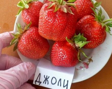 Description et caractéristiques de la variété de fraises Jolie, culture et reproduction