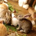 Quand et à quel âge vous pouvez retirer des lapins du lapin et les règles