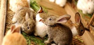 Quand et à quel âge vous pouvez retirer des lapins du lapin et les règles