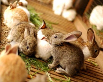 Quand et à quel âge vous pouvez retirer des lapins du lapin et les règles