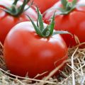 Las mejores variedades de tomates altos para campo abierto y características de cultivo.