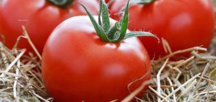 Les meilleures variétés de tomates hautes pour les sols ouverts et les caractéristiques de culture