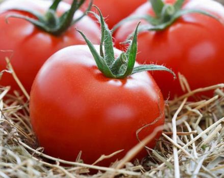 Varieti tomato tinggi terbaik untuk tanah terbuka dan ciri penanaman