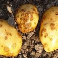 Description and treatment of potato scab (rhizoctonia), modern control measures