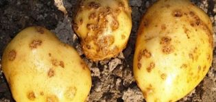 Description and treatment of potato scab (rhizoctonia), modern control measures