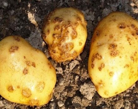 Description and treatment of potato scab (rhizoctonia), modern control measures