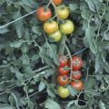 Description of the tomato variety Nadezhda and its yield