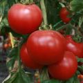 Description de la variété de tomates Strega, ses caractéristiques et sa productivité