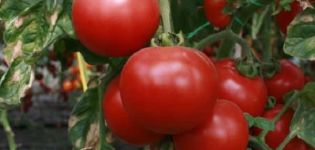 Description of the Strega tomato variety, its characteristics and productivity