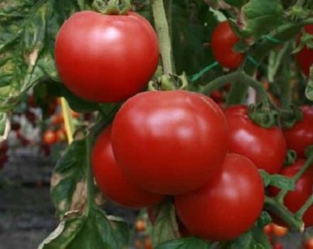 Description of the Strega tomato variety, its characteristics and productivity