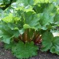 Planting, growing and caring for rhubarb outdoors, when to harvest and how to propagate