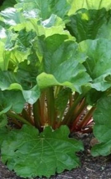 Planting, growing and caring for rhubarb outdoors, when to harvest and how to propagate