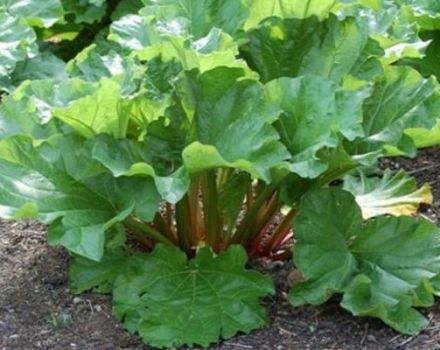 Menanam, menanam dan merawat rhubarb di luar rumah, kapan hendak menuai dan cara membiak