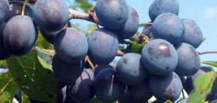 16 resipi untuk memasak plum yang lazat untuk musim sejuk