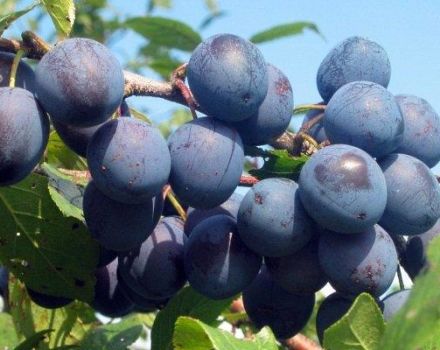 16 resipi untuk membuat plum yang enak untuk musim sejuk