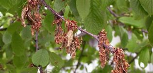 Why cherry fruits turn red and dry on the tree and what needs to be done